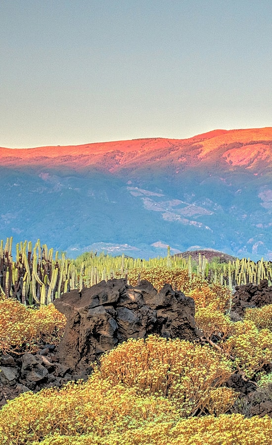 Vibrant volcanic landscape with cacti and mountains.