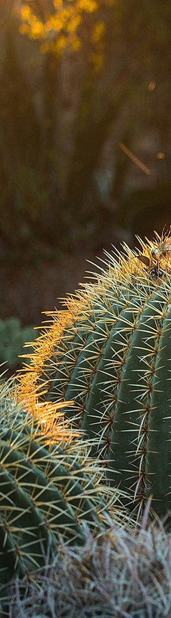 Sunlit cactus with sharp spines and texture.